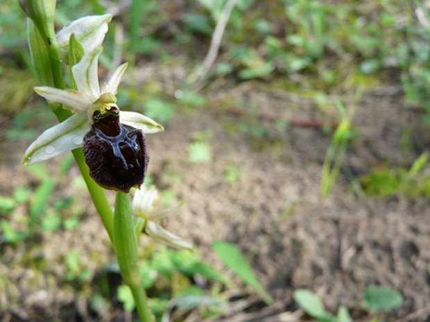 Ophrys ...e invito a fotografare orchidee nella RNO T. Salsa